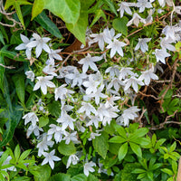 Campanula poscharskyana e.h. frost - 3 Campanules des murets E.H. Frost - Campanules