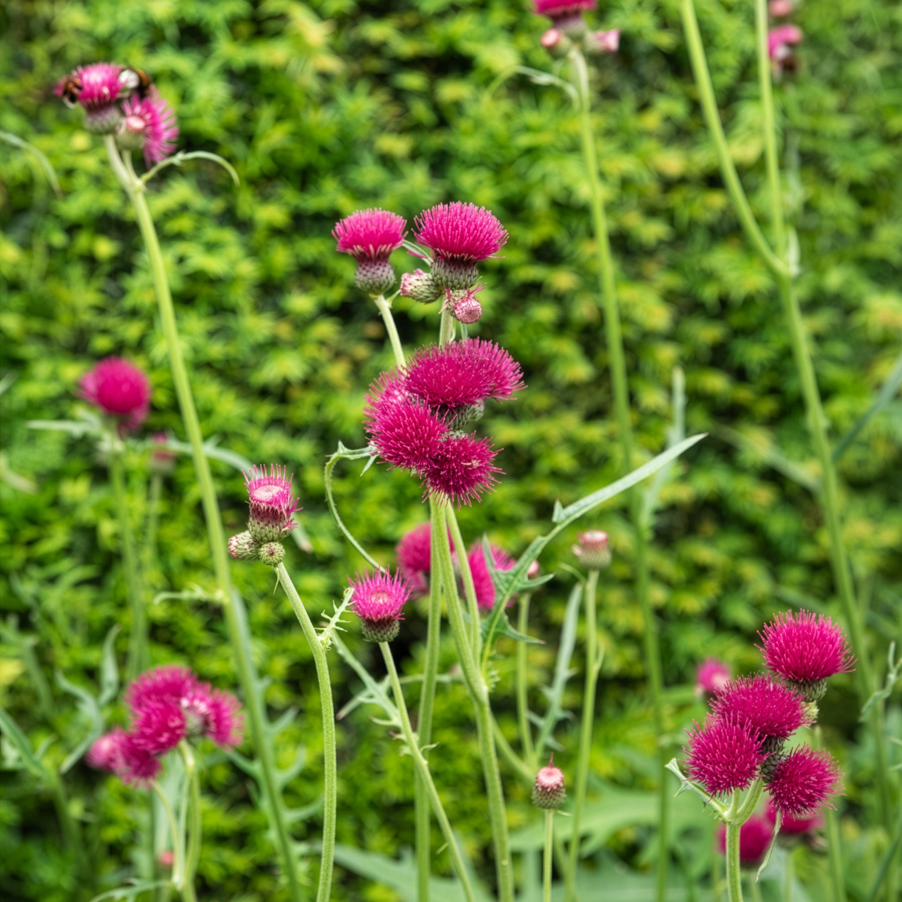 Vente Cirse des ruisseaux - Cirsium rivulare atropurpureum