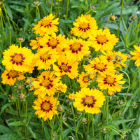 Coreopsis - Oeil de jeune fille