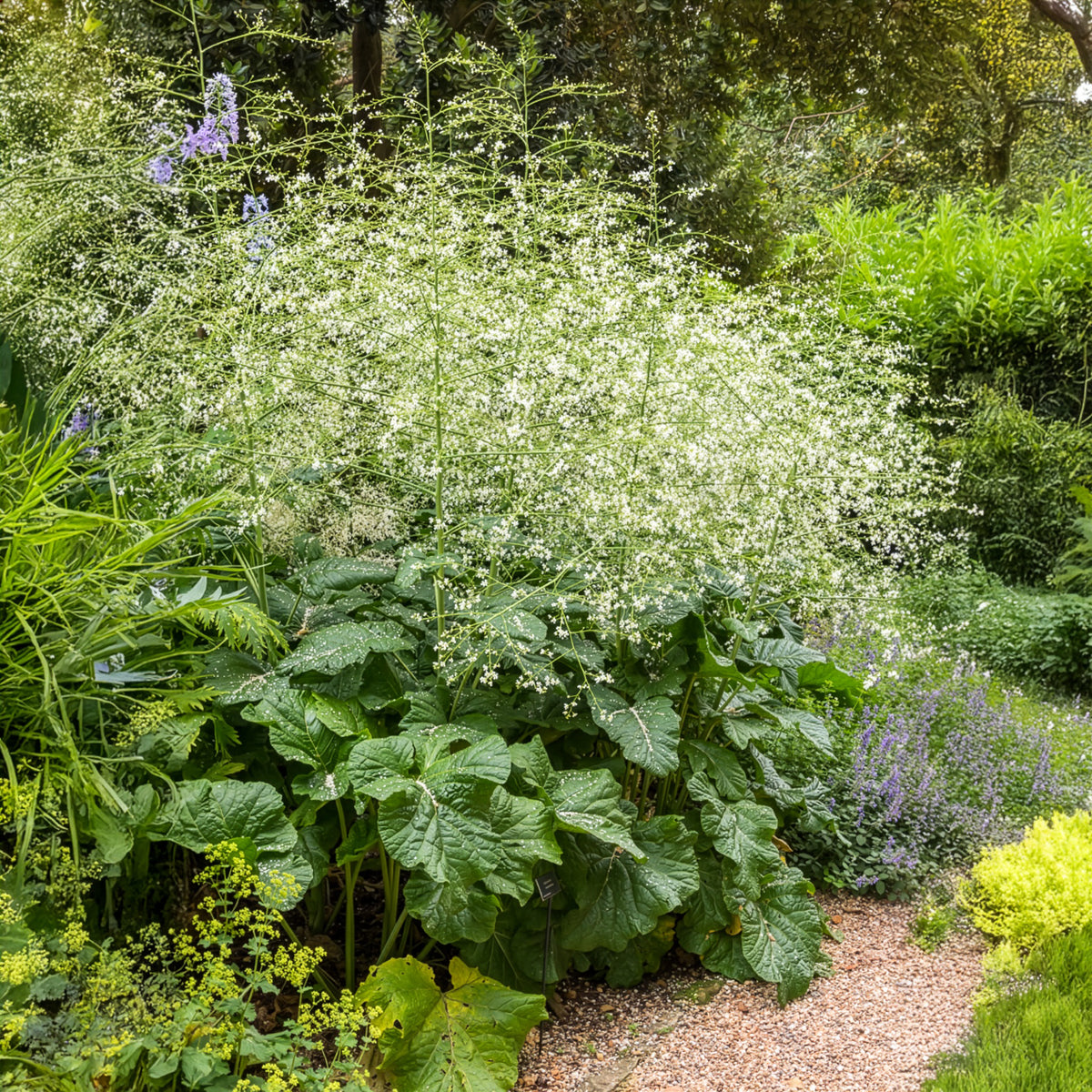 Chou nuage blanc - Crambe - Bakker