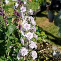 Delphinium Highlander® Cha-Cha - Bakker