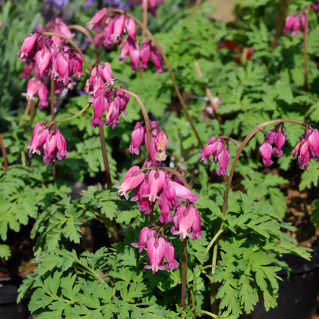 Coeur de Marie de Formose Luxuriant - Dicentra formosa luxuriant - Bakker