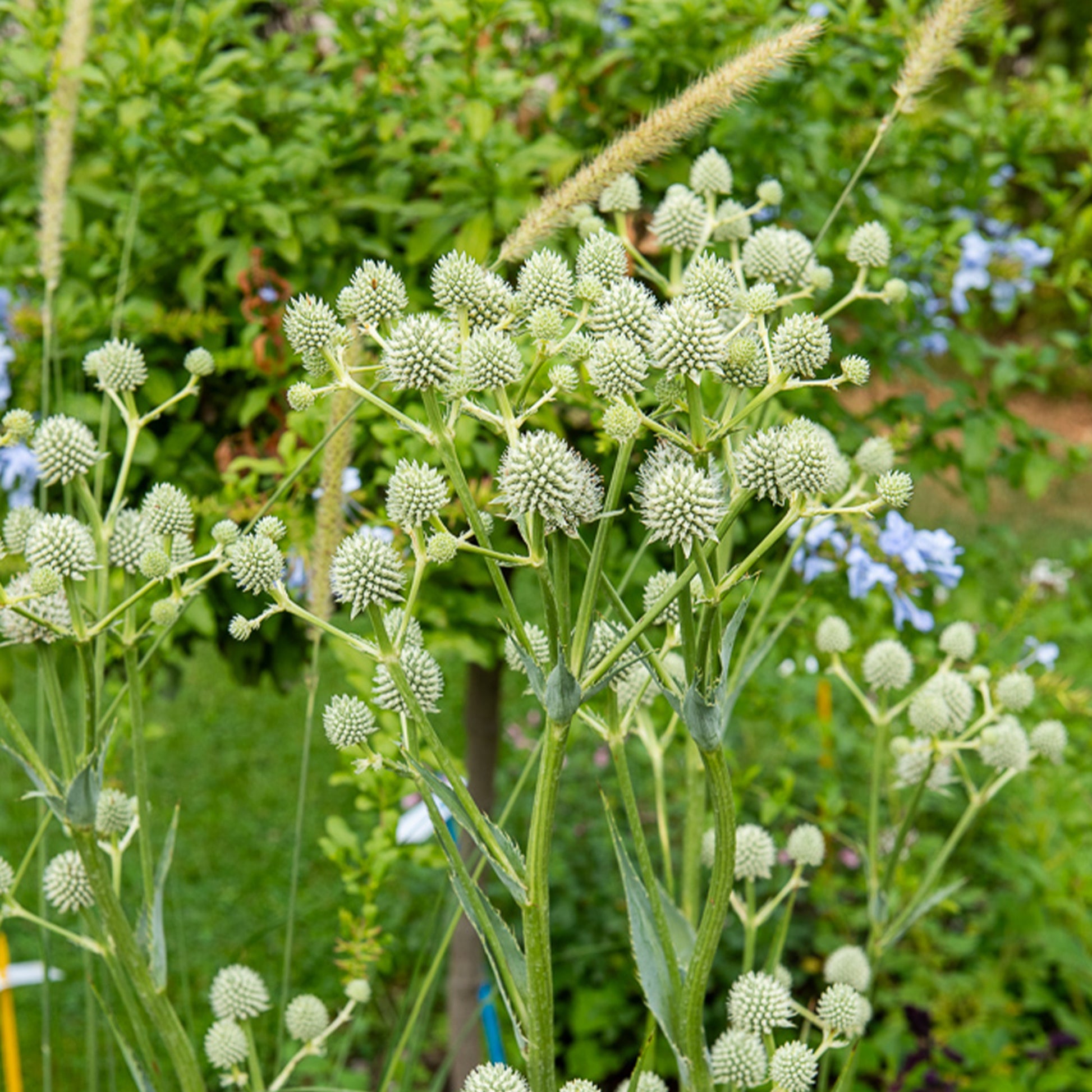 Panicaut à feuilles de yucca - Bakker