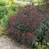 Euphorbe des bois pourpre - Euphorbia amygdaloides purpurea - Bakker