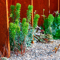 Euphorbe characias Black Pearl - Bakker