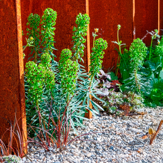 Euphorbe characias Black Pearl - Bakker
