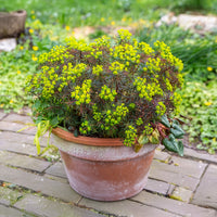 Euphorbia cyparissias clarice howard - Euphorbe petit-cyprès Clarice Howard - Euphorbe