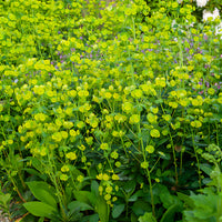 Euphorbia characias tasmanian tiger - Euphorbe des bois - Euphorbe