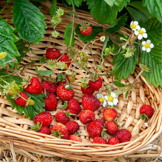 Fraisier des bois Alexandria