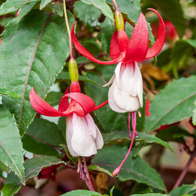 Fuchsias rustiques en mélange - Bakker.com | France