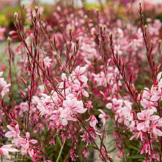 Gaura Cherry Brandy