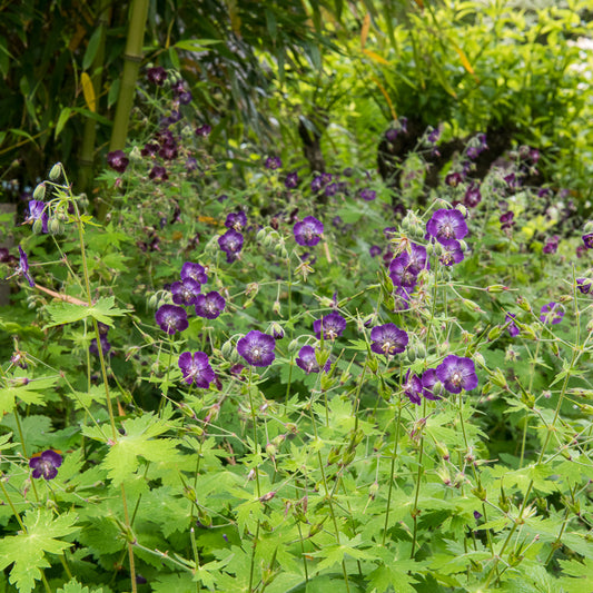 Géranium vivace livide