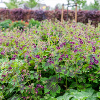 Vente Géranium brun Samobor - Geranium phaeum samobor