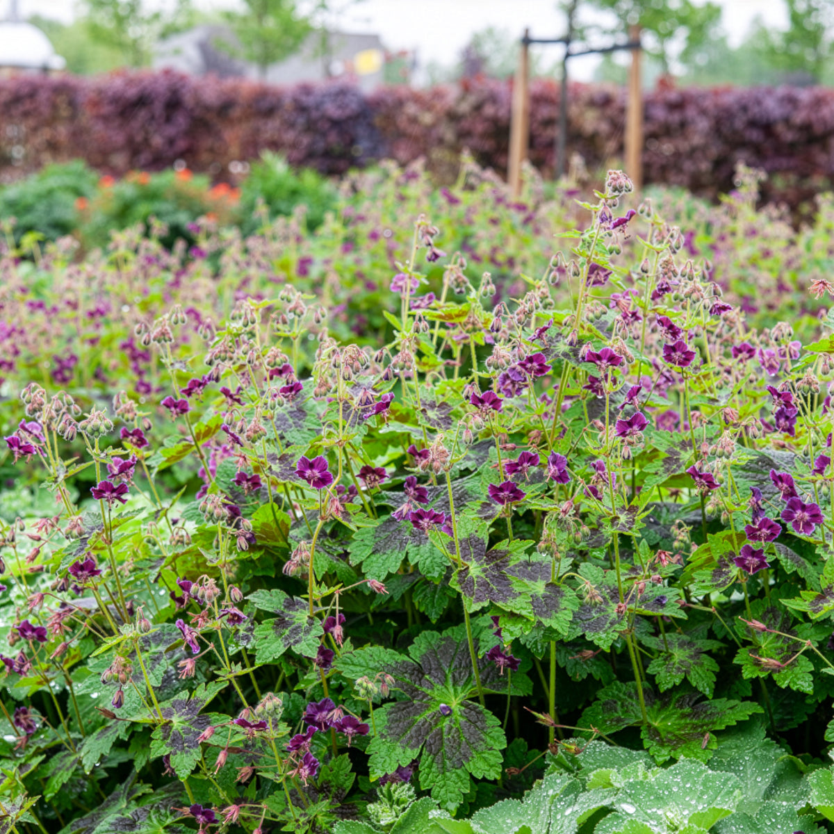 Vente Géranium brun Samobor - Geranium phaeum samobor