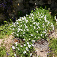 Vente Géranium vivace Album - Geranium sanguineum Album