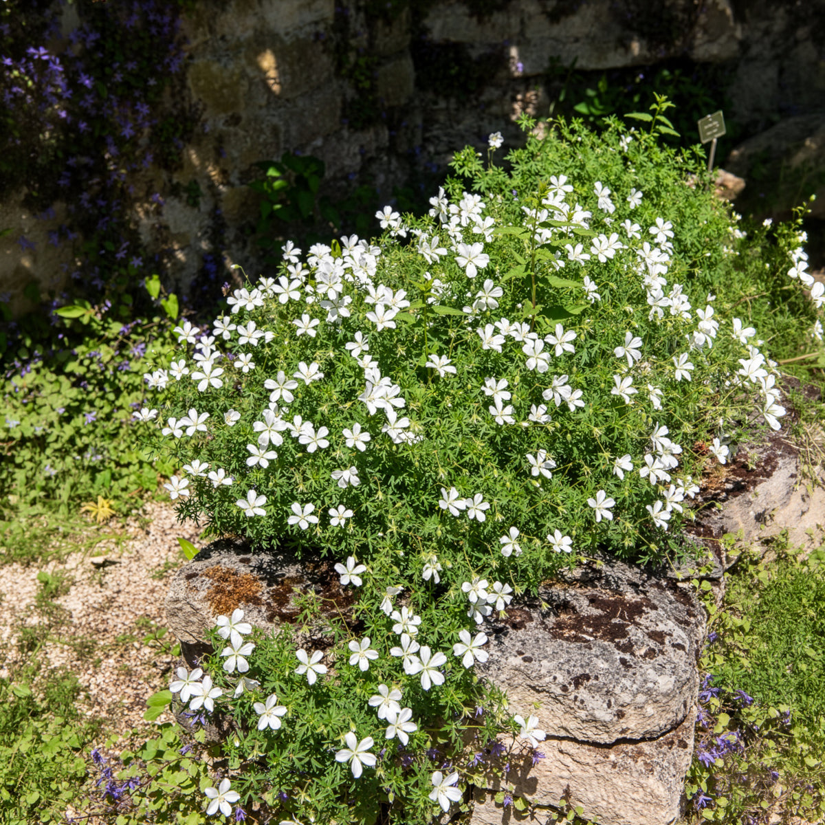 Vente Géranium vivace Album - Geranium sanguineum Album