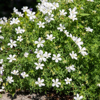 Géraniums - Géranium vivace Album - Geranium sanguineum Album