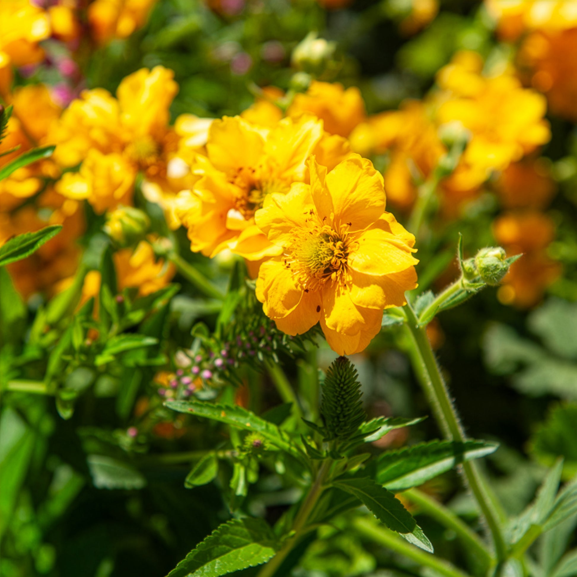 Geum chiloense Lady Stratheden - Benoîte Lady Stratheden - Benoîte