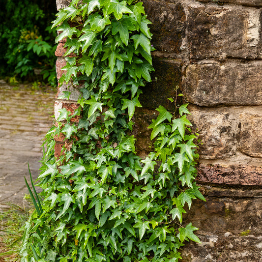 Lierre commun Sagittifolia - Bakker