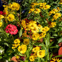 Hélénie Kanaria - Helenium kanaria - Bakker