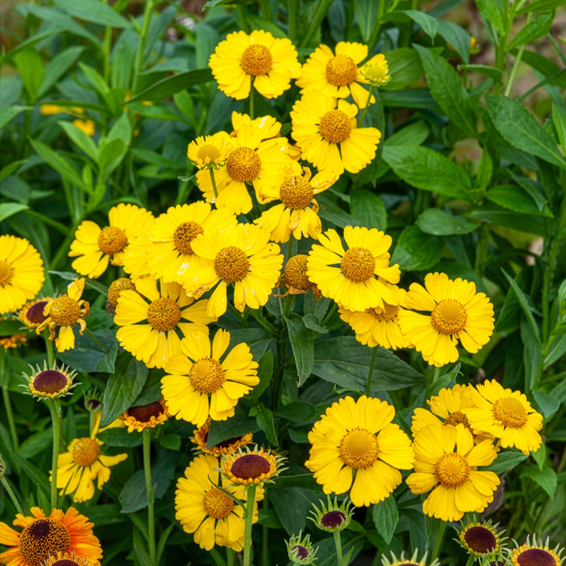 Helenium kanaria - Hélénie Kanaria - Hélénie