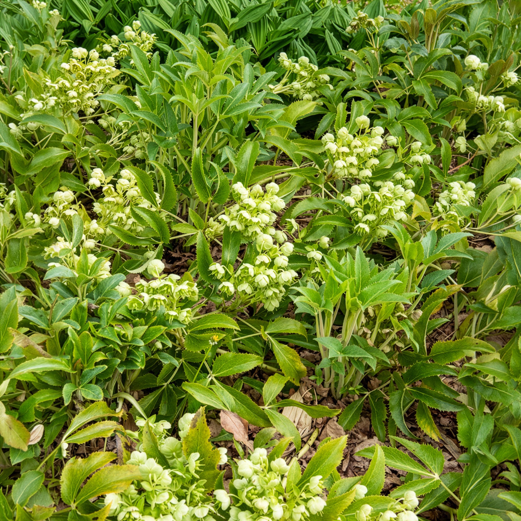 Hellébore de Stern - Helleborus sternii - Bakker
