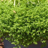 Herniaire glabre Turquette - Bakker