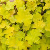 Heuchère Citronelle ® - Bakker