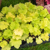 Heuchera citronelle ® - Heuchère Citronelle ® - Plantes vivaces