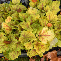 Heuchera Electra - Heuchère Electra - Heuchère