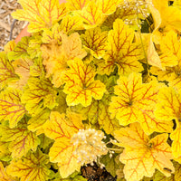 Heuchère Electra - Heuchera Electra - Bakker