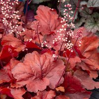 Heuchera Fire Alarm - Heuchère Fire Alarm - Heuchère