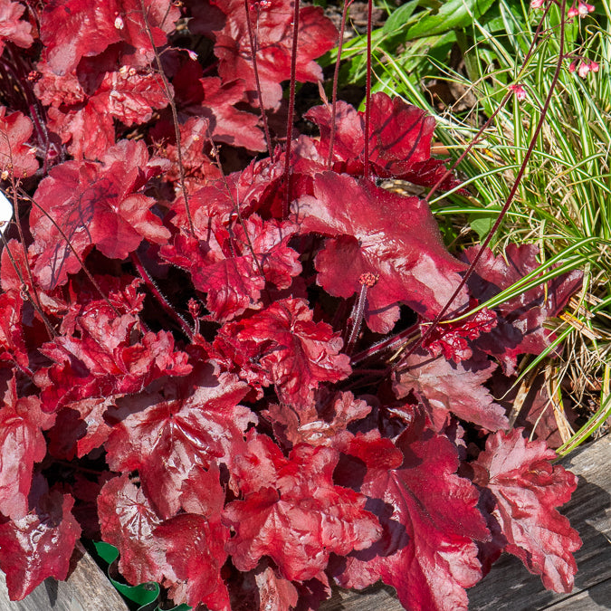 Vente Heuchère Fire Chief - Heuchera Fire Chief
