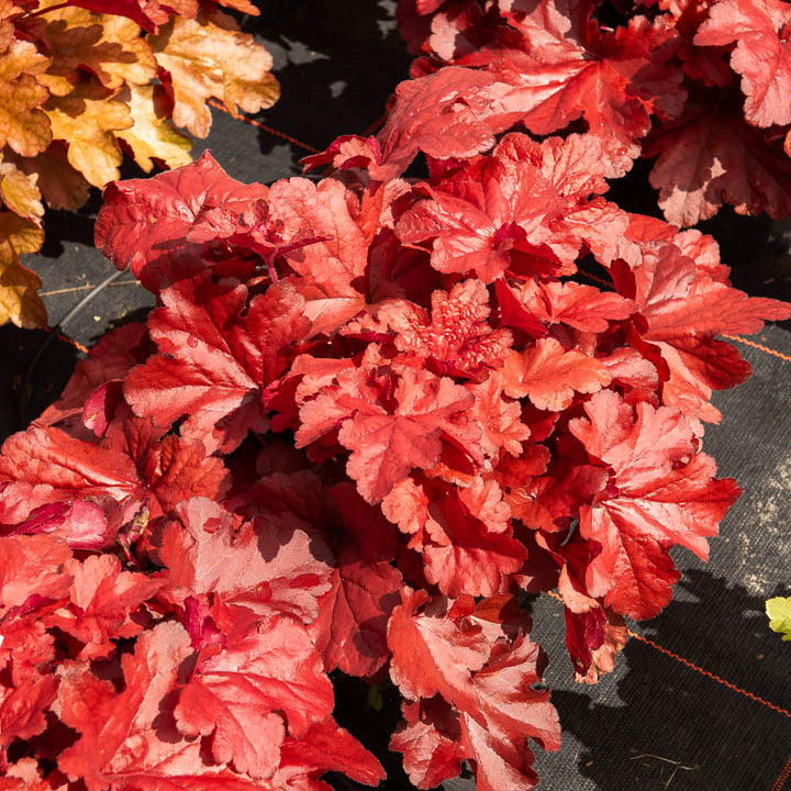 Heuchère Forever Red - Heuchera forever red  ( forever series ) - Bakker