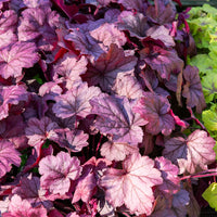 Heuchera georgia plum - Heuchère Georgia Plum - Heuchère