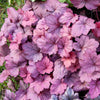 Heuchère Georgia Plum - Bakker