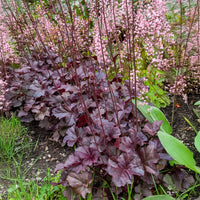 Heuchère Obsidian - Heuchera obsidian - Bakker