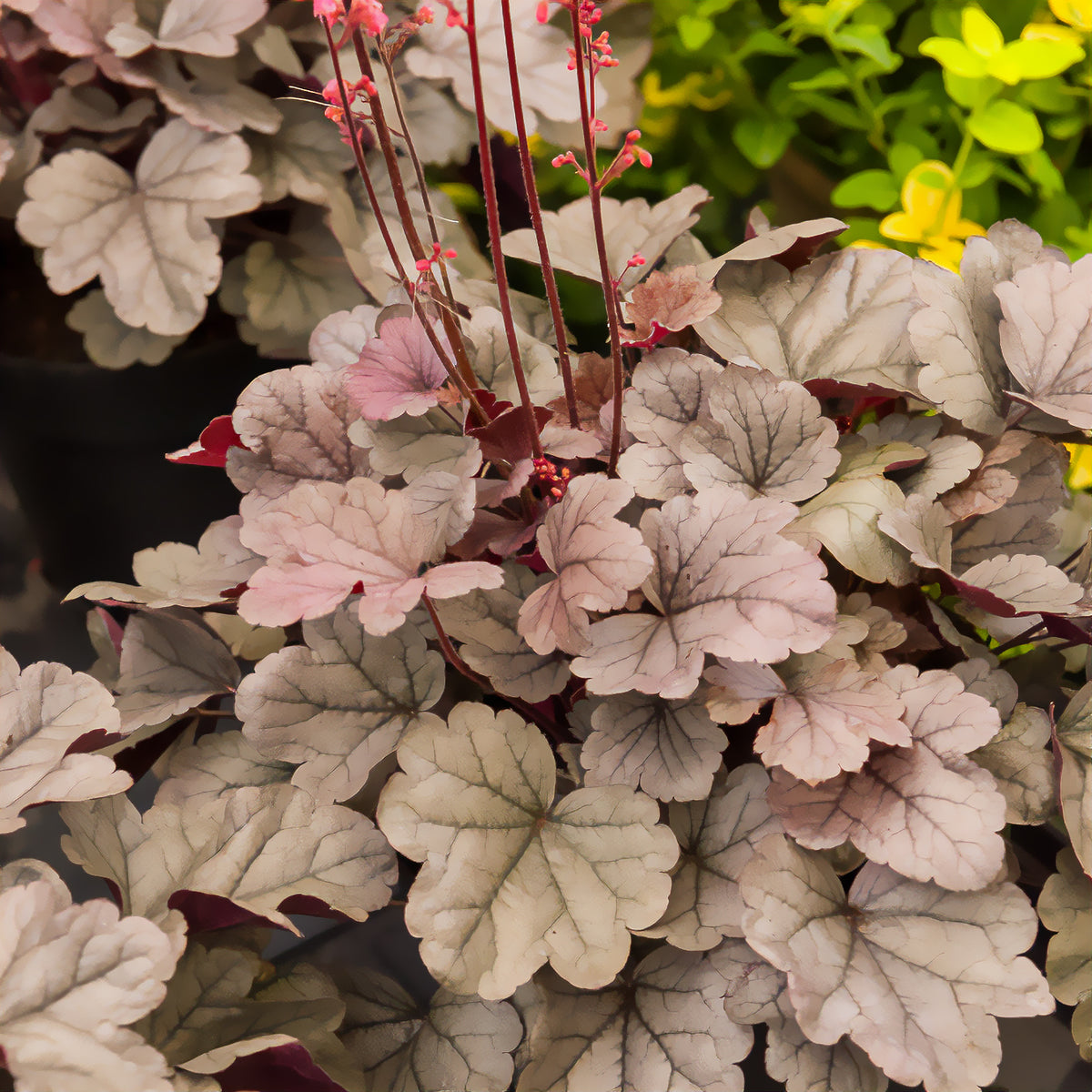Heuchera silver gumdrop  ( dolce series ) - Heuchère Silver Gumdrop - Heuchère