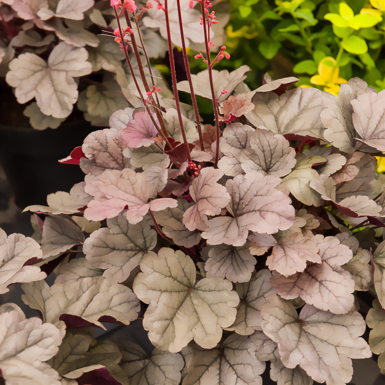 Heuchera silver gumdrop  ( dolce series ) - Heuchère Silver Gumdrop - Heuchère - Heuchera