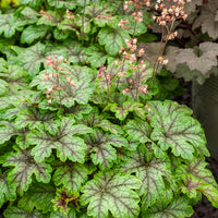 Heucherella Tapestry - Bakker