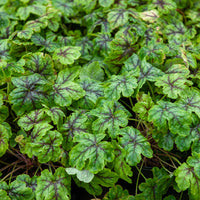 Heucherella tapestry - Heucherella Tapestry - Plantes vivaces