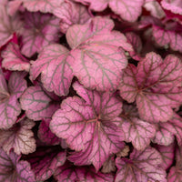 Vente Heuchère Wild Rose