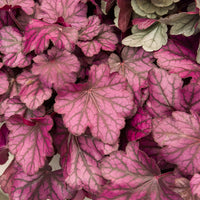 Vente Heuchère Wild Rose - Heuchera Wild Rose