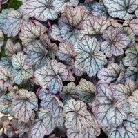 Heuchère Sugar Plum - Heuchera Sugar Plum - Bakker