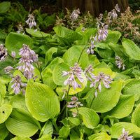 Hosta Sum and Substance - Hosta sum and substance - Bakker