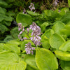 Hosta Sum and Substance - Bakker