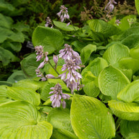 Hosta Sum and Substance - Bakker
