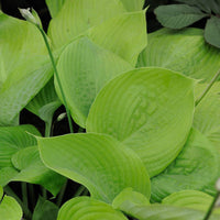 Hosta sum and substance - Hosta Sum and Substance - Plantes vivaces