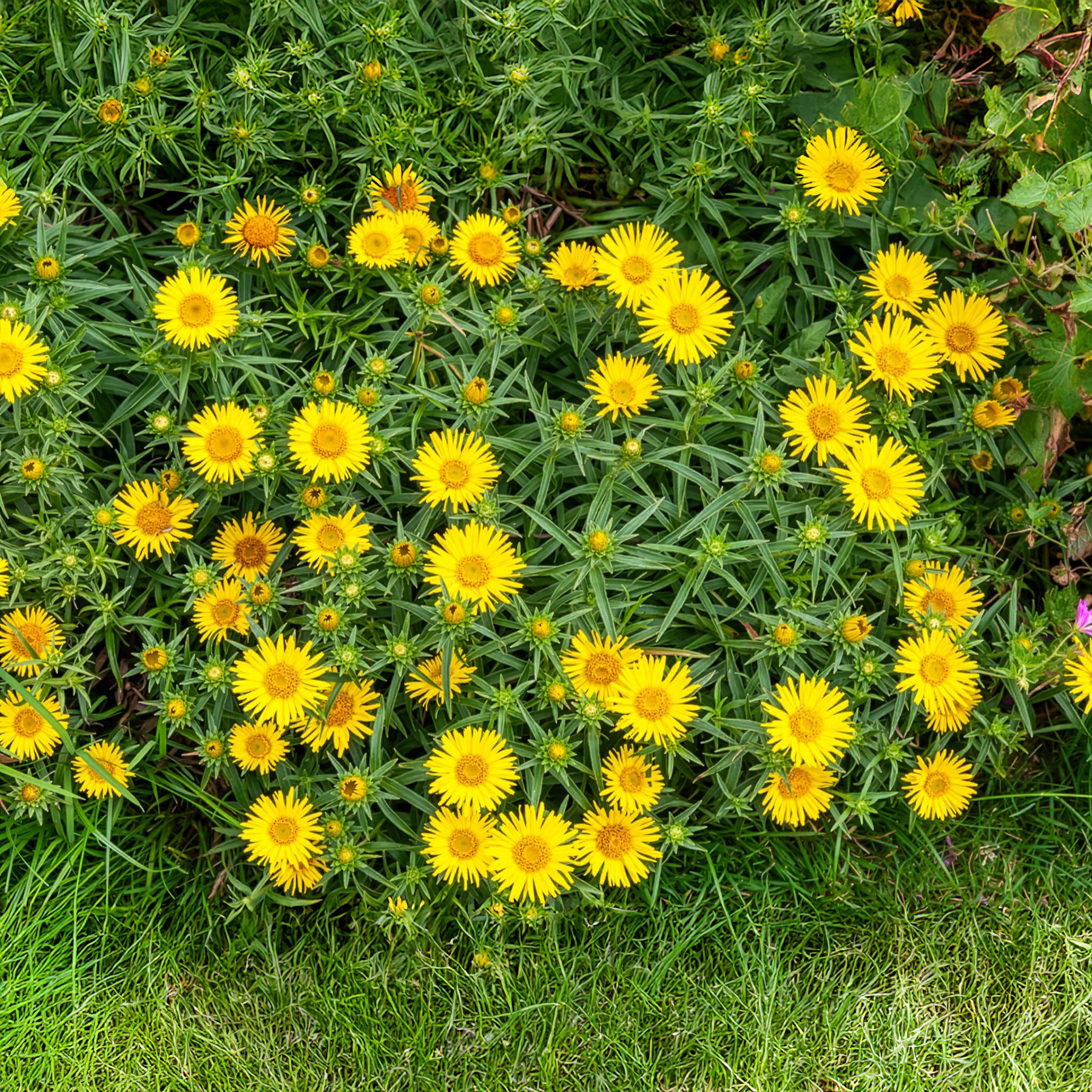 Aunée à feuille en épée - Inula ensifolia - Bakker