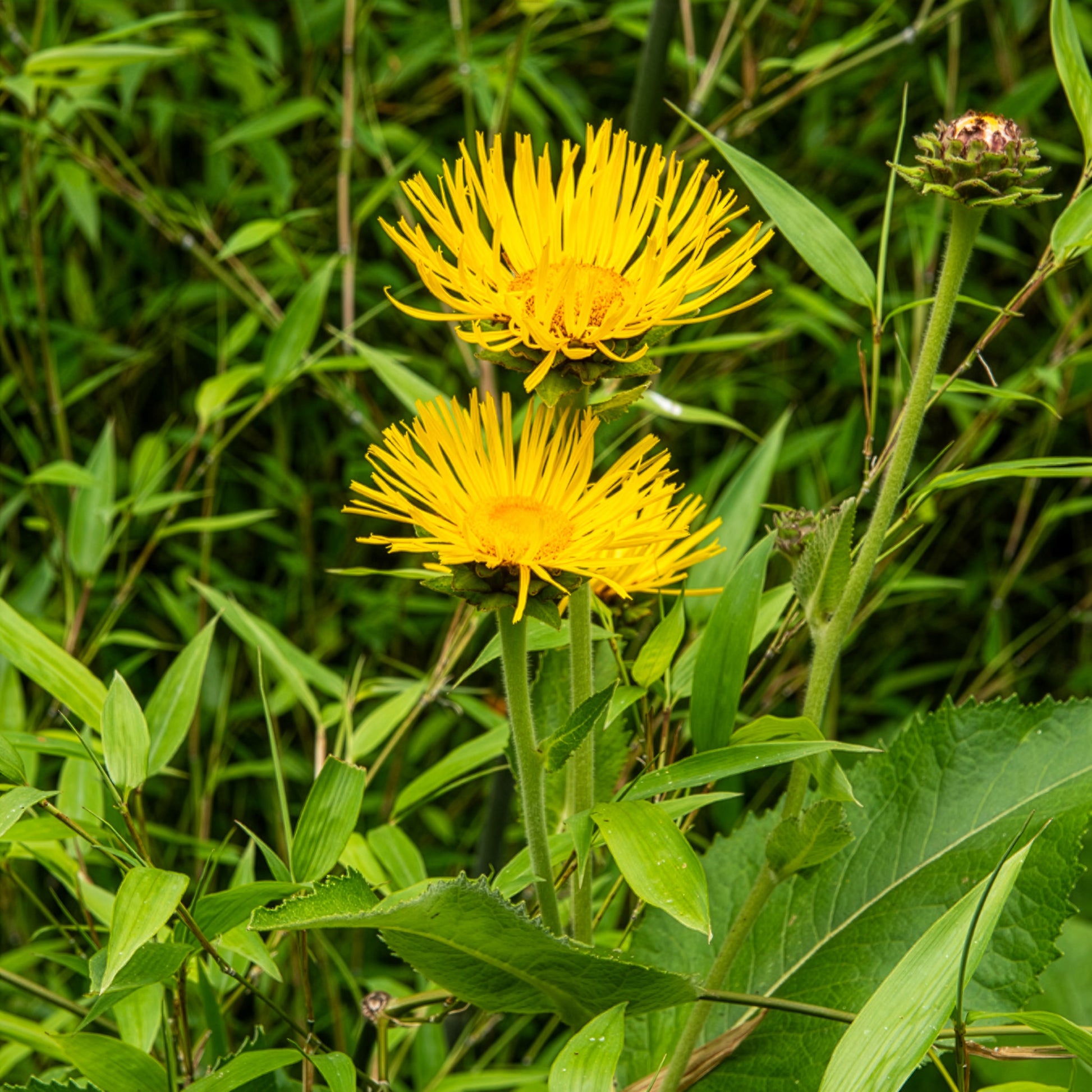 Aunée magnifique - Inula magnifica - Bakker